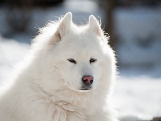320x240 Wallpaper samoyed, dog, pet, fluffy, white
