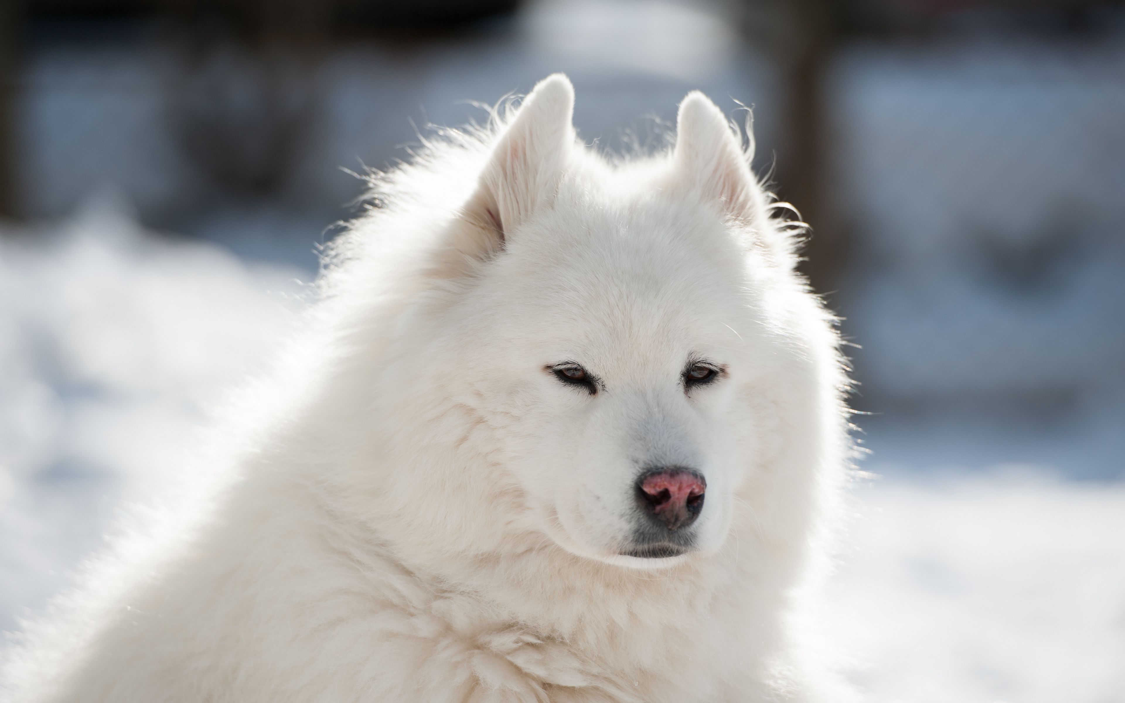 Download wallpaper 3840x2400 samoyed, dog, pet, fluffy, white 4k ultra