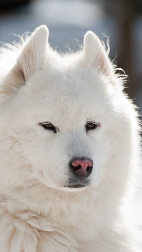 540x960 Wallpaper samoyed, dog, pet, fluffy, white
