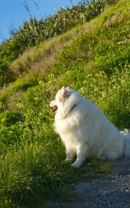 Preview wallpaper samoyed, dog, protruding tongue, fluffy, grass