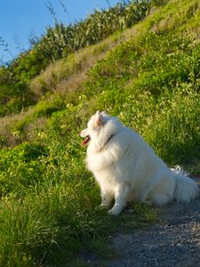 Preview wallpaper samoyed, dog, protruding tongue, fluffy, grass
