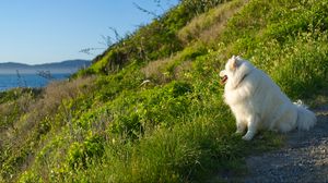 Preview wallpaper samoyed, dog, protruding tongue, fluffy, grass
