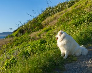 Preview wallpaper samoyed, dog, protruding tongue, fluffy, grass