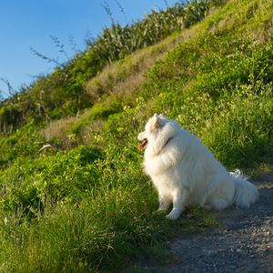 Preview wallpaper samoyed, dog, protruding tongue, fluffy, grass