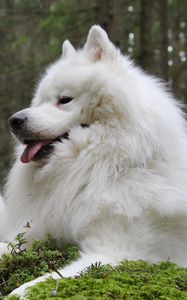 Preview wallpaper samoyed dog, samoyed, dogs, couple, laika