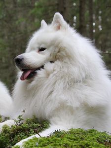 Preview wallpaper samoyed dog, samoyed, dogs, couple, laika