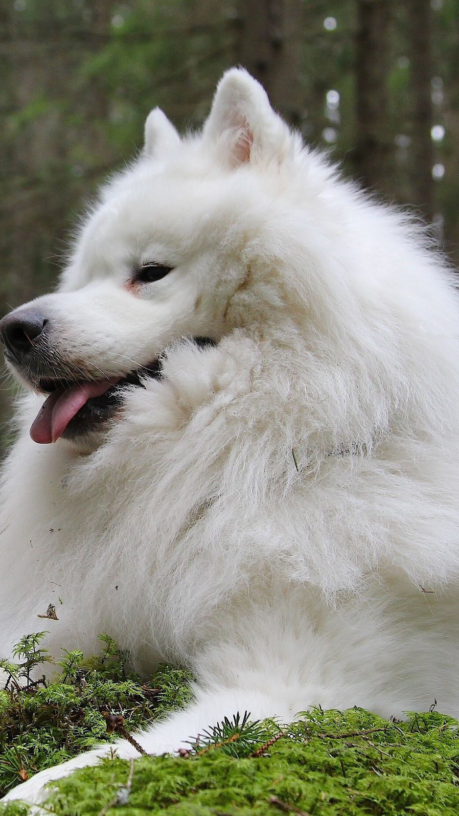 Download wallpaper 938x1668 samoyed dog, samoyed, dogs, couple, laika