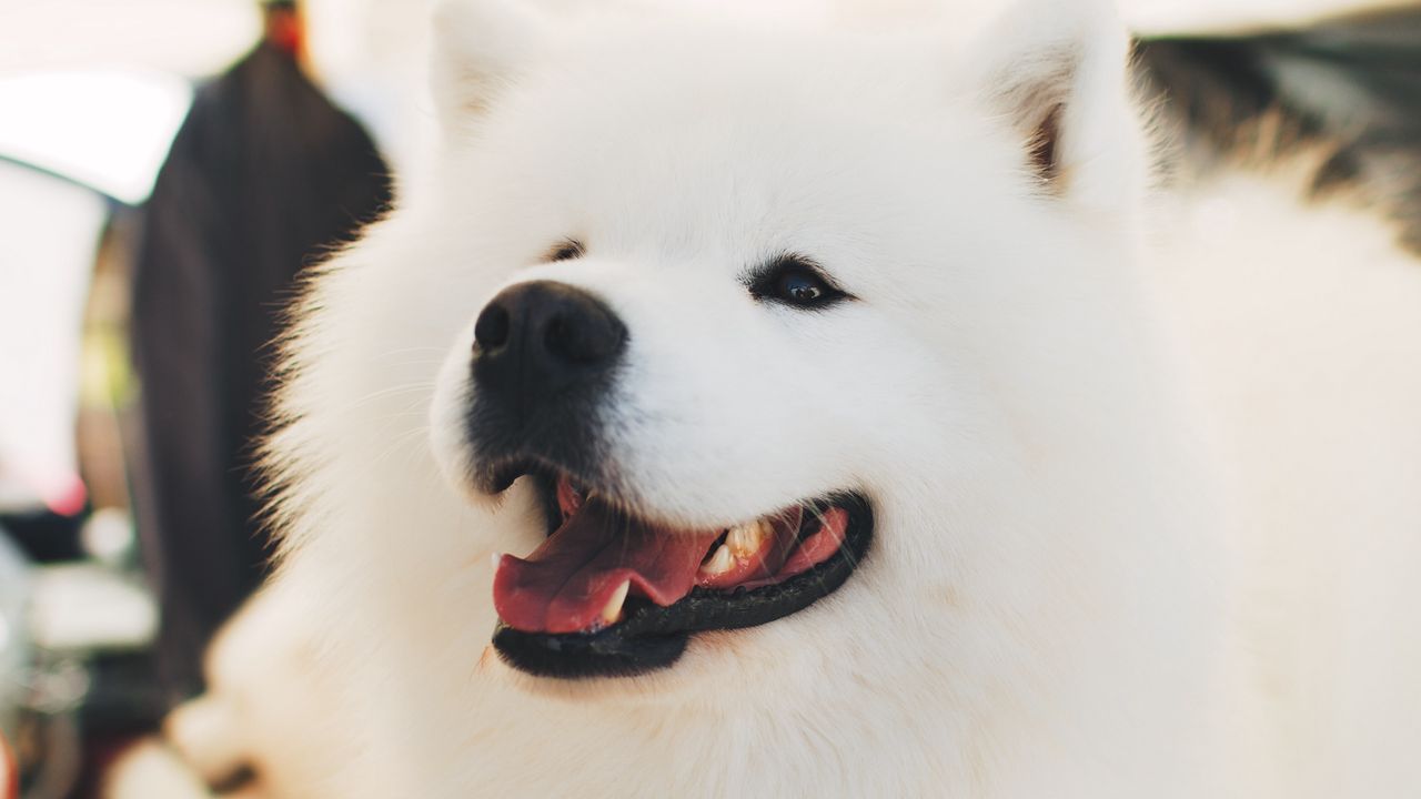 Wallpaper samoyed dog, white, fluffy, cute