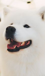 Preview wallpaper samoyed dog, white, fluffy, cute