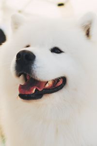 Preview wallpaper samoyed dog, white, fluffy, cute