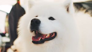 Preview wallpaper samoyed dog, white, fluffy, cute