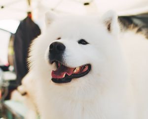 Preview wallpaper samoyed dog, white, fluffy, cute