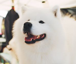 Preview wallpaper samoyed dog, white, fluffy, cute