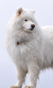 Preview wallpaper samoyed, fluffy, dog