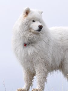 Preview wallpaper samoyed, fluffy, dog