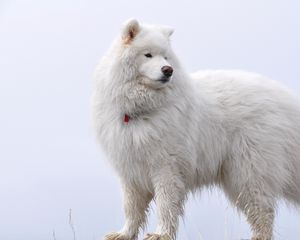 Preview wallpaper samoyed, fluffy, dog