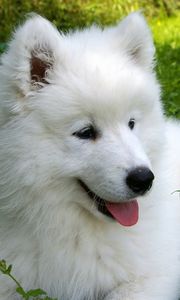 Preview wallpaper samoyed, puppy, grass