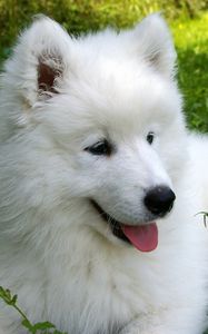 Preview wallpaper samoyed, puppy, grass