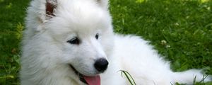 Preview wallpaper samoyed, puppy, grass
