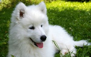 Preview wallpaper samoyed, puppy, grass