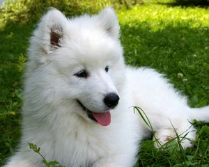 Preview wallpaper samoyed, puppy, grass