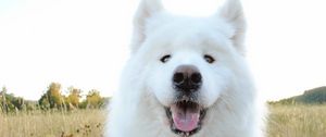 Preview wallpaper samoyed, shepherd, dog, muzzle, drooling