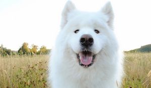 Preview wallpaper samoyed, shepherd, dog, muzzle, drooling