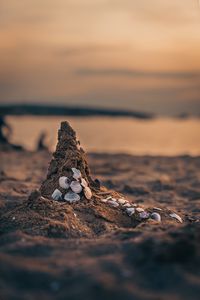 Preview wallpaper sand, beach, conch, sea