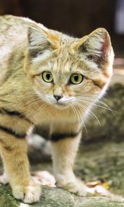 Preview wallpaper sand cat, cat, wild animal, blur