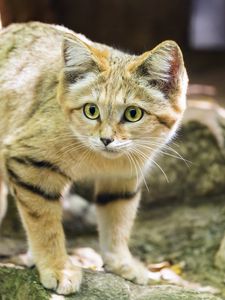 Preview wallpaper sand cat, cat, wild animal, blur