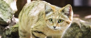 Preview wallpaper sand cat, cat, wild animal, blur