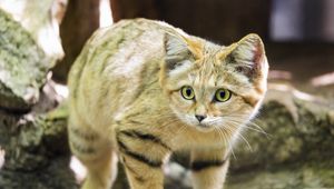 Preview wallpaper sand cat, cat, wild animal, blur