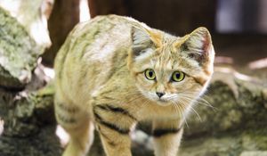 Preview wallpaper sand cat, cat, wild animal, blur