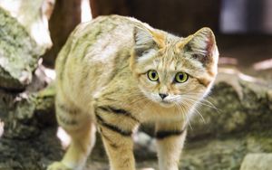 Preview wallpaper sand cat, cat, wild animal, blur