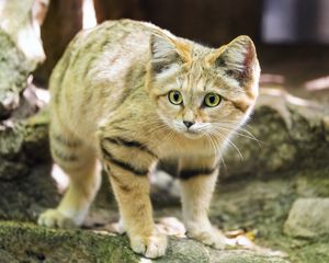 Preview wallpaper sand cat, cat, wild animal, blur