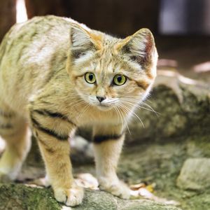 Preview wallpaper sand cat, cat, wild animal, blur