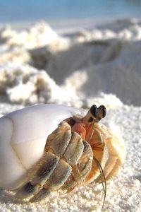 Preview wallpaper sand, crab, macro, lurking