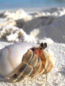 Preview wallpaper sand, crab, macro, lurking