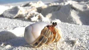 Preview wallpaper sand, crab, macro, lurking