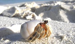 Preview wallpaper sand, crab, macro, lurking