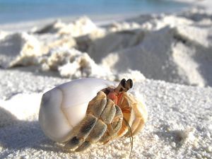 Preview wallpaper sand, crab, macro, lurking