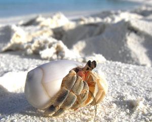 Preview wallpaper sand, crab, macro, lurking