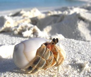 Preview wallpaper sand, crab, macro, lurking