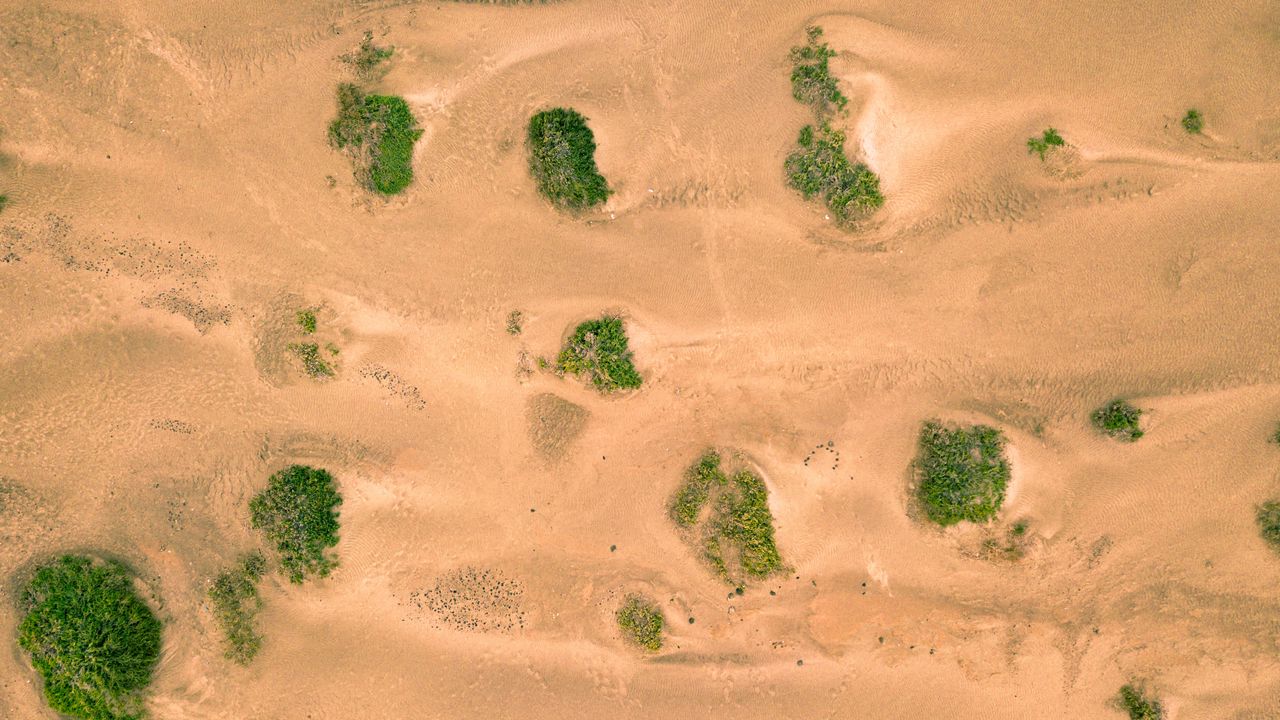 Wallpaper sand, desert, dunes, vegetation