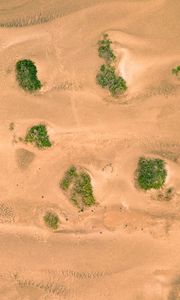 Preview wallpaper sand, desert, dunes, vegetation