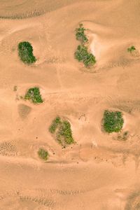 Preview wallpaper sand, desert, dunes, vegetation