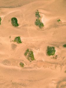 Preview wallpaper sand, desert, dunes, vegetation