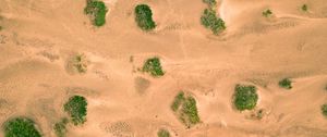 Preview wallpaper sand, desert, dunes, vegetation