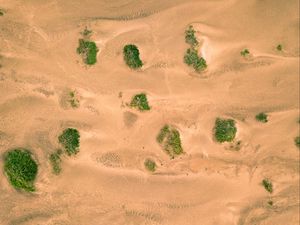 Preview wallpaper sand, desert, dunes, vegetation