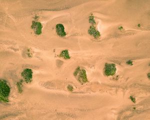 Preview wallpaper sand, desert, dunes, vegetation